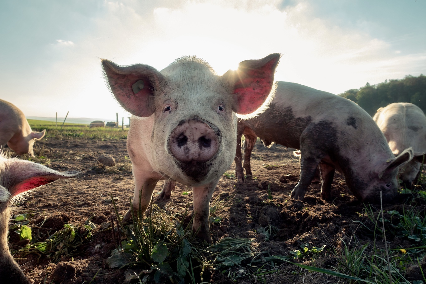 Pig in pasture